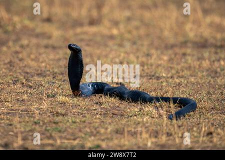 Black-necked spitting cobra lifting head off grass Stock Photo