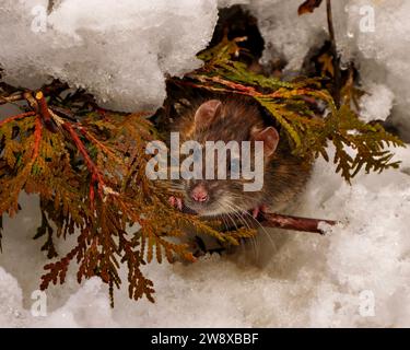 Rat close-up front view looking at the camera and coming out of its animal den with cedar branch in the winter season in its environment and habitat s Stock Photo