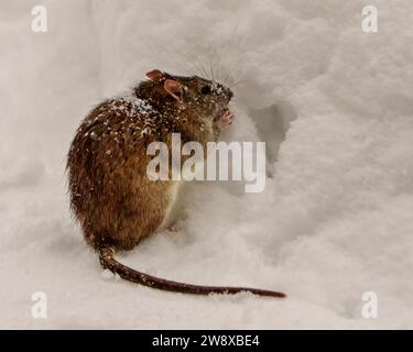 Rat out of its burrow den in the snow displaying brown fur, ears, eye, whiskers, nose, paws in its habitat and surrounding with a side view. Stock Photo