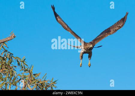 Wild Red-tailed hawk (Buteo jamaicensis )  flying in  Orange County California USA Stock Photo