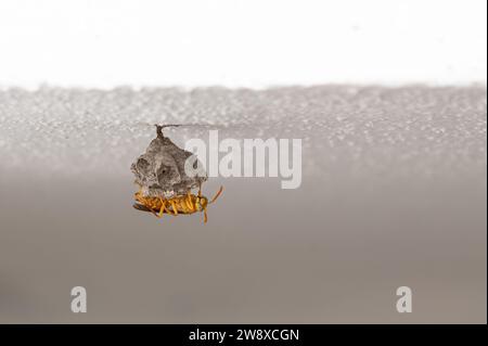 Yellow paper wasp, polistes olivaceus, building a home in La Gaulette, Mauritius Stock Photo