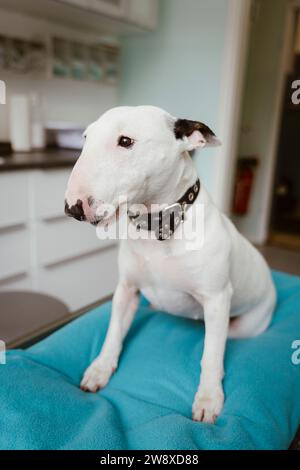 White bull terrier on table looking away in veterinary clinic Stock Photo