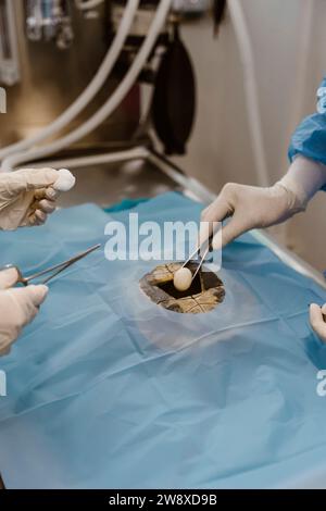 Animal surgeons putting cotton balls while performing surgery  in operating room at hospital Stock Photo