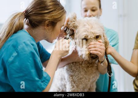 Female vet checking ear of labradoddle during routine checkup in veterinary clinic Stock Photo
