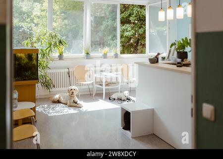 Labradoodle and bull terrier sitting in waiting room at vet clinic Stock Photo