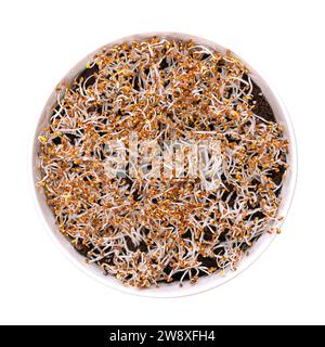 Alfalfa sprouts germinating on humus soil, in a white bowl. Cotyledons of Medicago sativa, with small root hairs, often confused with mold. Stock Photo