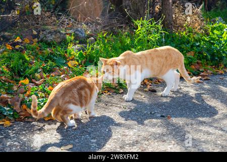 Cat and kitten in contact. Stock Photo