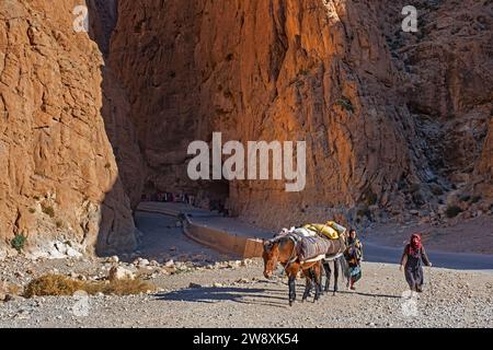 Moroccan women leading two heavily packed mules through the Todgha Gorges / Todra Gorge in the High Atlas Mountains, Tinghir, Drâa-Tafilalet, Morocco Stock Photo