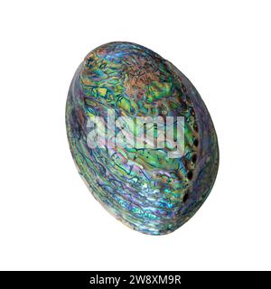 Large Polished Paua Abalone Shell from Indonesia: a multi-colored seashell on white background. Stock Photo
