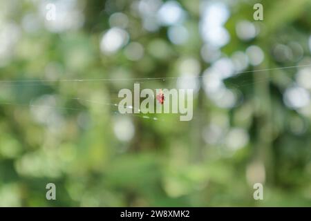 View of a tiny red spider called as the Red and Silver Dewdrop spider (Argyrodes Flavescens). The very small spider is sitting on the spider net Stock Photo