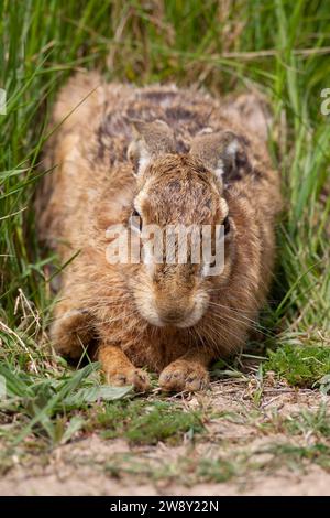 European brown hare (Lepus europaeus) adult animal resting in grassland, Suffolk, England, United Kingdom Stock Photo