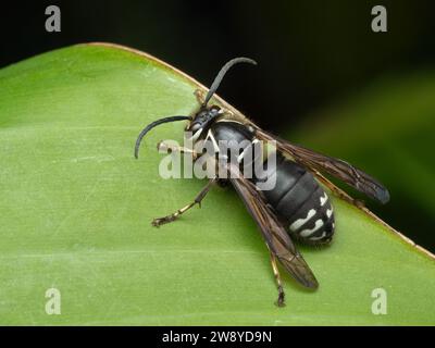 dorsal view of a bald faced hornet, Dolichovespula maculata, perched on the edge of a large green leaf Stock Photo