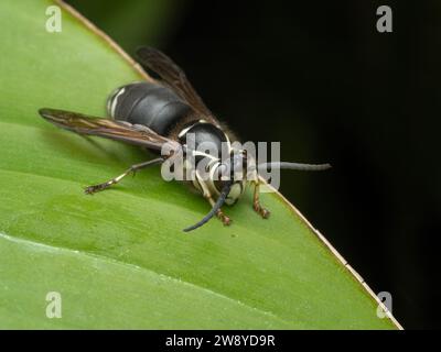 3/4 view of a bald faced hornet, Dolichovespula maculata, facing downwards while perched on the edge of a large green leaf Stock Photo