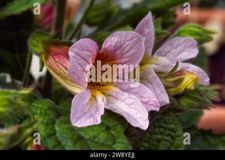 Chinese Foxglove (Rehmannia henryi, Orobancaceae). decorative ornamental plant, garden background Stock Photo