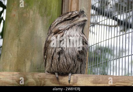 Close up of a Tawny Frogmouth with light brown feathers Stock Photo