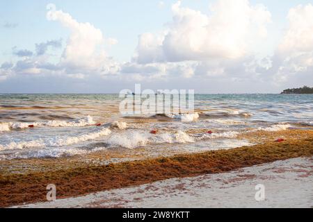 Atlantic ocean,Gulf of Mexico covered in sargassum seaweed at Playa Del Carmen,Quintana Roo,Mexico beach. Buyos floating on the waves. Algae pollution Stock Photo