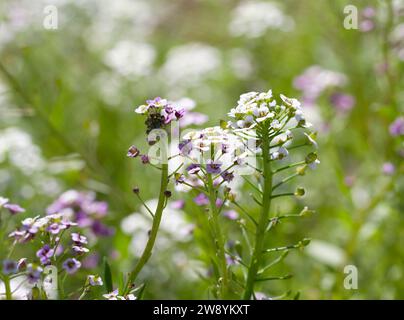 Alyssum flowers close up with sun light. White, purple, violet and green colors. Stock Photo