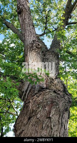 Close up look of old aok tree trunk and branches with green leaves on. Bottom to top view with sky seen between the branches. Vertical image Stock Photo