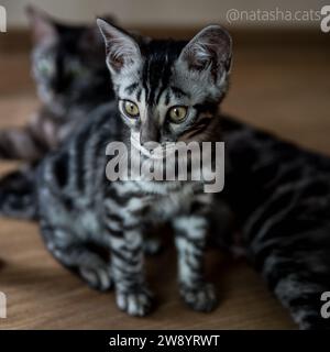 charcoal bengal kitten sitting next to her mother cat Stock Photo