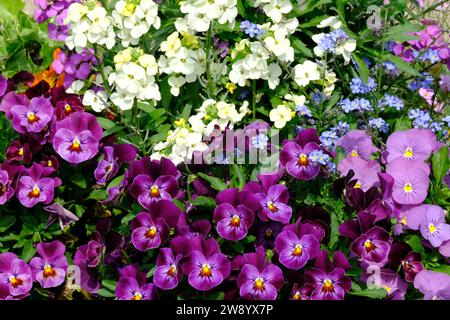 Berlin Germany - Gardens of the World - Viola cornuta mix Stock Photo