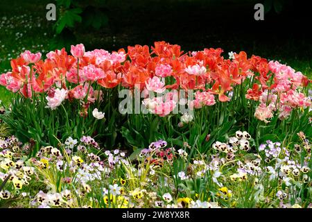 Berlin Germany - Gardens of the World - Tulips bed and Pansies Stock Photo