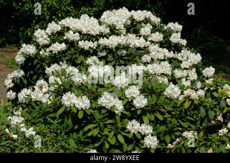 Rhododendron park germany hi-res stock photography and images - Alamy