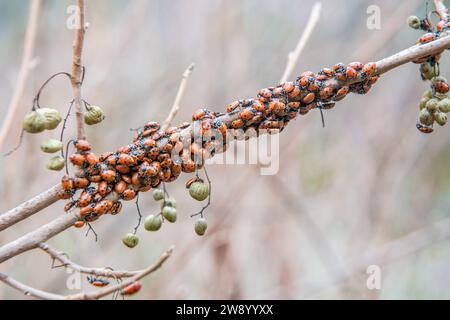 Convergent ladybug,Hippodamia convergens, gather together for diapause or hibernation on a plant stem in the San Francisco Bay area, California. Stock Photo
