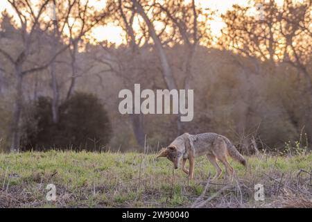A coyote, Canis latrans, hunts in a grassland during the golden hour at twilight in Monterey county, California, USA. Stock Photo