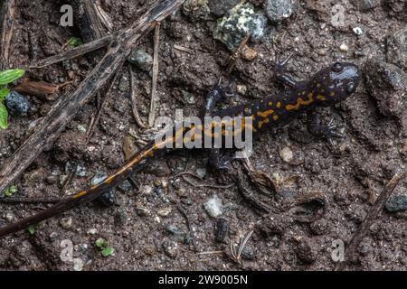 The threatened Santa Cruz Long-toed Salamander (Ambystoma macrodactylum croceum) is an endangered amphibian endemic to California. Stock Photo