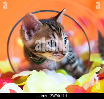 portrait of a Bengal kitten in a transparent glass on an orange background Stock Photo