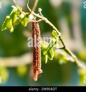Alder catkins in spring on a branch close-up. Stock Photo