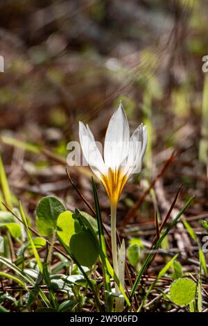 White flowers of wild Crocus aleppicus Barker close-up among green grass with rain drops Stock Photo