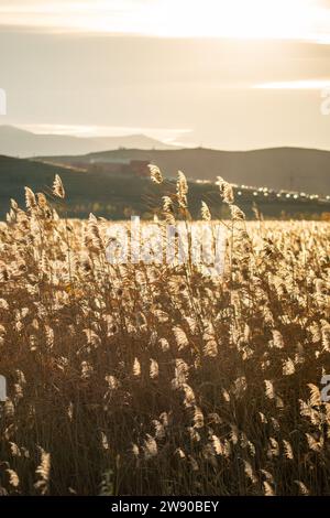 Dry fluffy pampas grass, reeds, stems along lake coast at sunset, blurred mountains on background Stock Photo