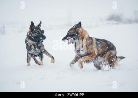 German Shepherd Dogs (Alsatians) playing in the snow Stock Photo