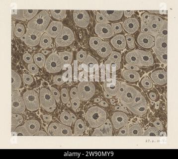 Tiger eye marble in brown and gray, anonymous, 1700 - 1850 marbled paper   paper. paint (coating) sun spot marbled paper Stock Photo