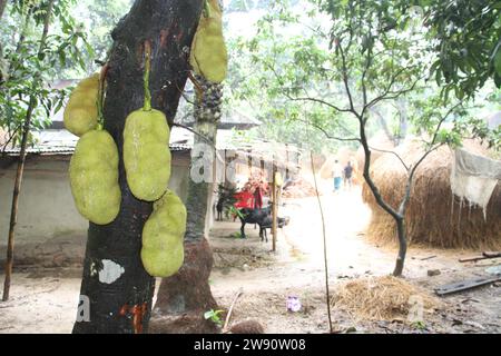 A  jackfruit tree with fruits on it, the fruits are hanging on the tree. Stock Photo