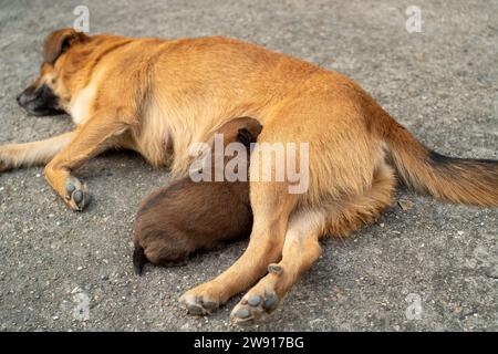 One month old puppy feeding from its mother. Stock Photo