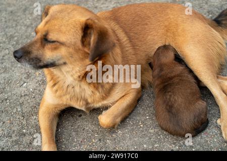One month old puppy feeding from its mother. Stock Photo