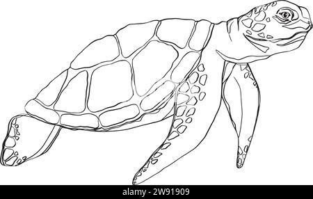 Hand drawn doodle turtle. Vector illustration turtle design on white background. Easy editable layered vector illustration. Bundle with outline Stock Vector