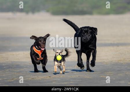 Three dogs, a Chocolate Labrador Puppy, a Yorkshire Terrier and a Black Labrador dog running on the beach Stock Photo
