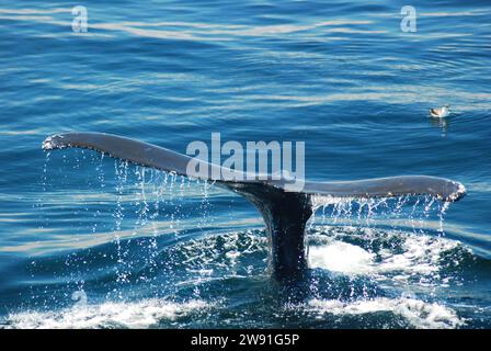 Water drips off the tail of a humpback whale as it surfaces prior to a prolonged dive in the sea Stock Photo