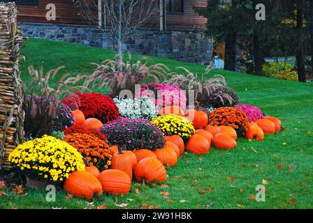 An autumn display features colorful mums, pumpkins and corn stalks on a all day in New England Stock Photo