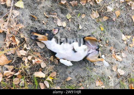 The Jack Russell Terrier dog sways on the ground, masking the smell Stock Photo