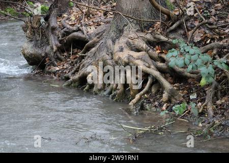 several small golden yellow Trembling on Root Stock Photo
