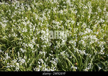 Wild garlic or ramsons, Allium ursinum, Govilon, Wales, UK Stock Photo