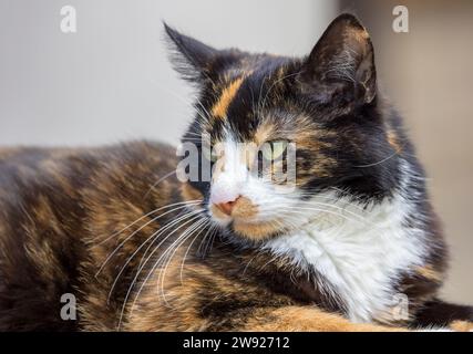 Tortoiseshell cat, UK Stock Photo
