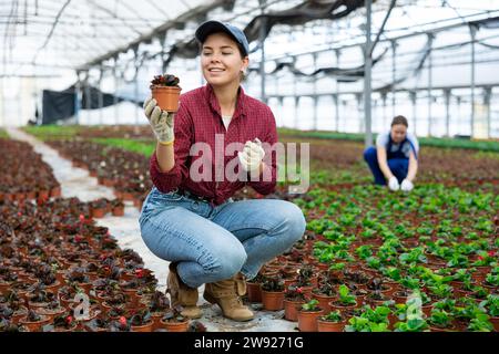 Young woman holding flower pot with begonia Stock Photo