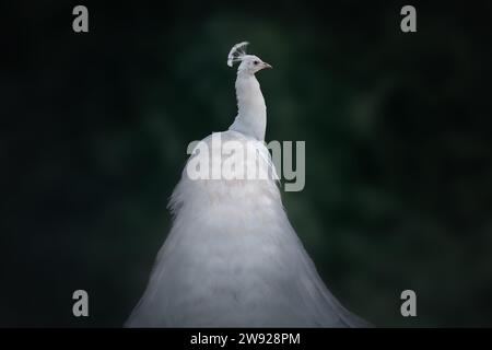 White Indian Peacock (Pavo cristatus) - Albino Peafowl Stock Photo