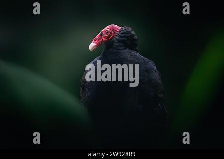 Turkey Vulture bird (Cathartes aura) Stock Photo