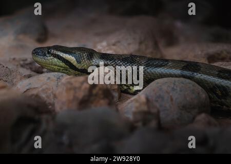 Green Anaconda (Eunectes Murinus) - Boa Snake Stock Photo